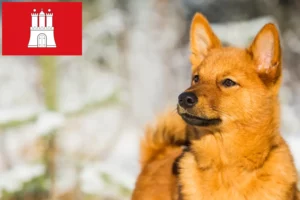 Read more about the article Finnenspitz opdrættere og hvalpe i Hamborg