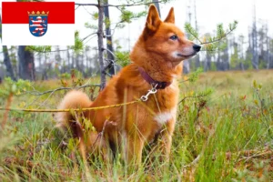 Read more about the article Finnenspitz opdrættere og hvalpe i Hessen