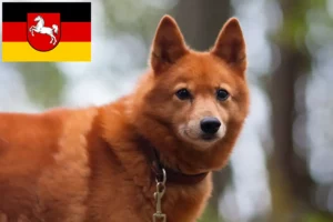 Read more about the article Finnenspitz-opdrættere og hvalpe i Niedersachsen