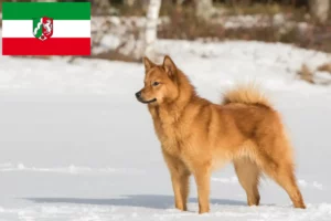 Read more about the article Finnenspitz opdrættere og hvalpe i Nordrhein-Westfalen