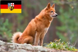 Read more about the article Finnenspitz opdrættere og hvalpe i Saarland