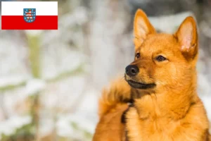 Read more about the article Finnenspitz-opdrættere og hvalpe i Thüringen