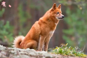 Read more about the article Finnenspitz opdrætter og hvalpe i Hovedstaden