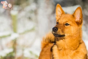 Read more about the article Finnspitz opdrættere og hvalpe i Syddanmark