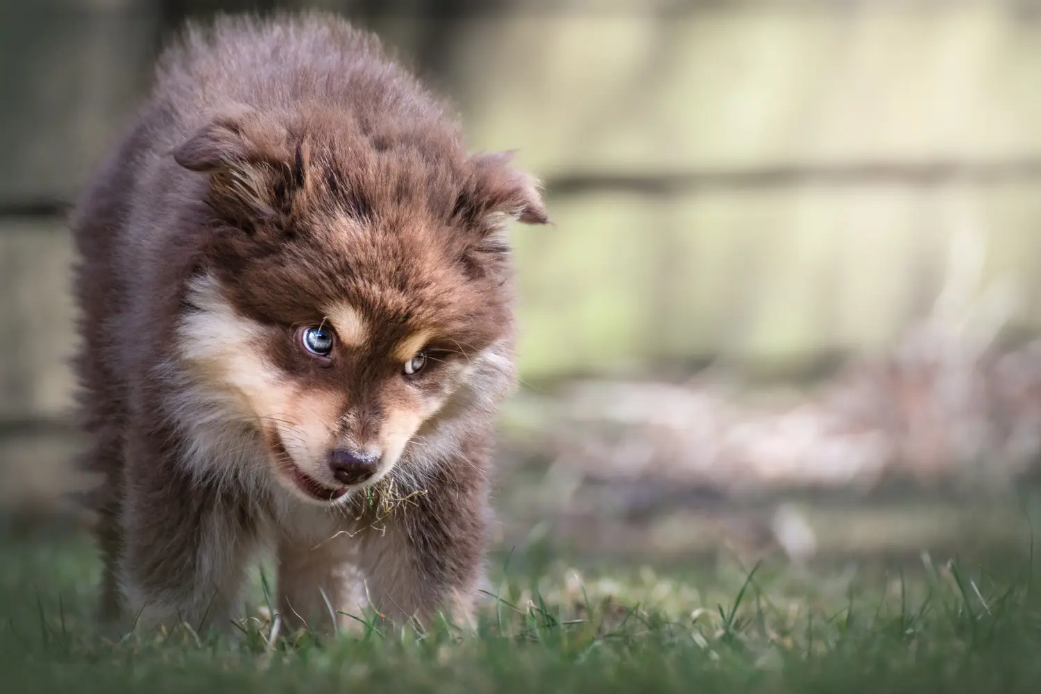 At købe en finsk lapphundhvalp betyder at tage ansvar! Køb finsk lapphund hvalpe.