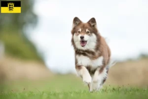 Read more about the article Finsk lapphund opdrættere og hvalpe i Baden-Württemberg