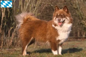 Read more about the article Finsk lapphund opdrættere og hvalpe i Bayern