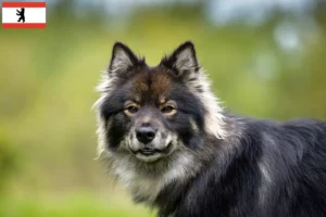 Read more about the article Finsk lapphund opdrætter og hvalpe i Berlin