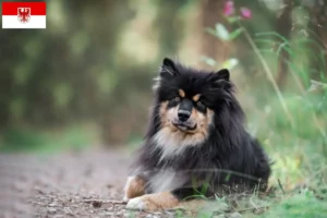 Read more about the article Finsk lapphund opdrættere og hvalpe i Brandenburg