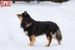 Read more about the article Finsk lapphund opdrætter og hvalpe i Bremen