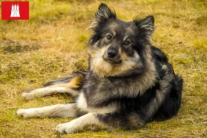 Read more about the article Finsk lapphund opdrætter og hvalpe i Hamborg