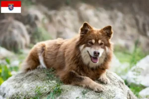Read more about the article Finsk lapphund opdrættere og hvalpe i Hessen