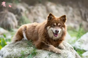 Read more about the article Finsk lapphund opdrætter og hvalpe i Hovedstaden