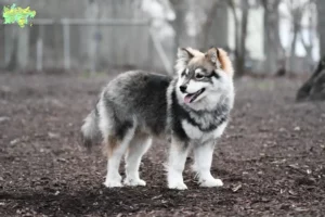 Read more about the article Finsk Lapphund opdrætter og hvalpe i Midtjylland