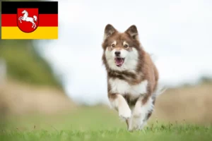 Read more about the article Finsk lapphund opdrættere og hvalpe i Niedersachsen