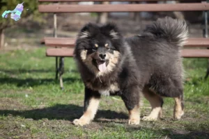 Read more about the article Finsk Lapphund opdrættere og hvalpe i Nordjylland