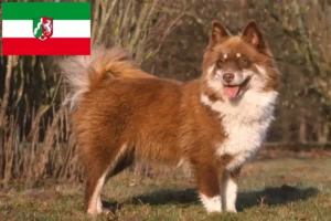 Read more about the article Finsk lapphund opdrættere og hvalpe i Nordrhein-Westfalen