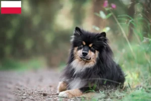 Read more about the article Finsk lapphund opdrættere og hvalpe i Polen