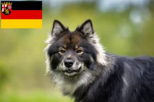 Read more about the article Finsk lapphund opdrættere og hvalpe i Rheinland-Pfalz