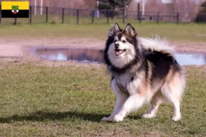 Read more about the article Finsk lapphund opdrættere og hvalpe i Sachsen-Anhalt