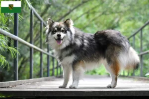 Read more about the article Finsk lapphund opdrættere og hvalpe i Sachsen