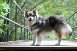 Read more about the article Finsk Lapphund opdrætter og hvalpe i Sjælland