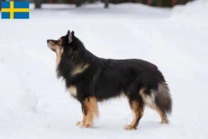 Read more about the article Finsk lapphund opdrættere og hvalpe i Sverige