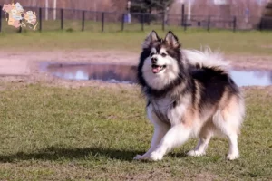 Read more about the article Finsk Lapphund opdrættere og hvalpe i Syddanmark