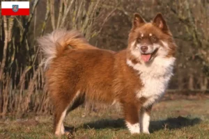 Read more about the article Finsk lapphund opdrættere og hvalpe i Thüringen