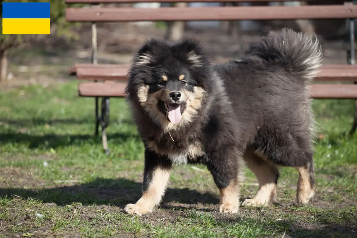 Read more about the article Finske lapphundeopdrættere og hvalpe i Ukraine
