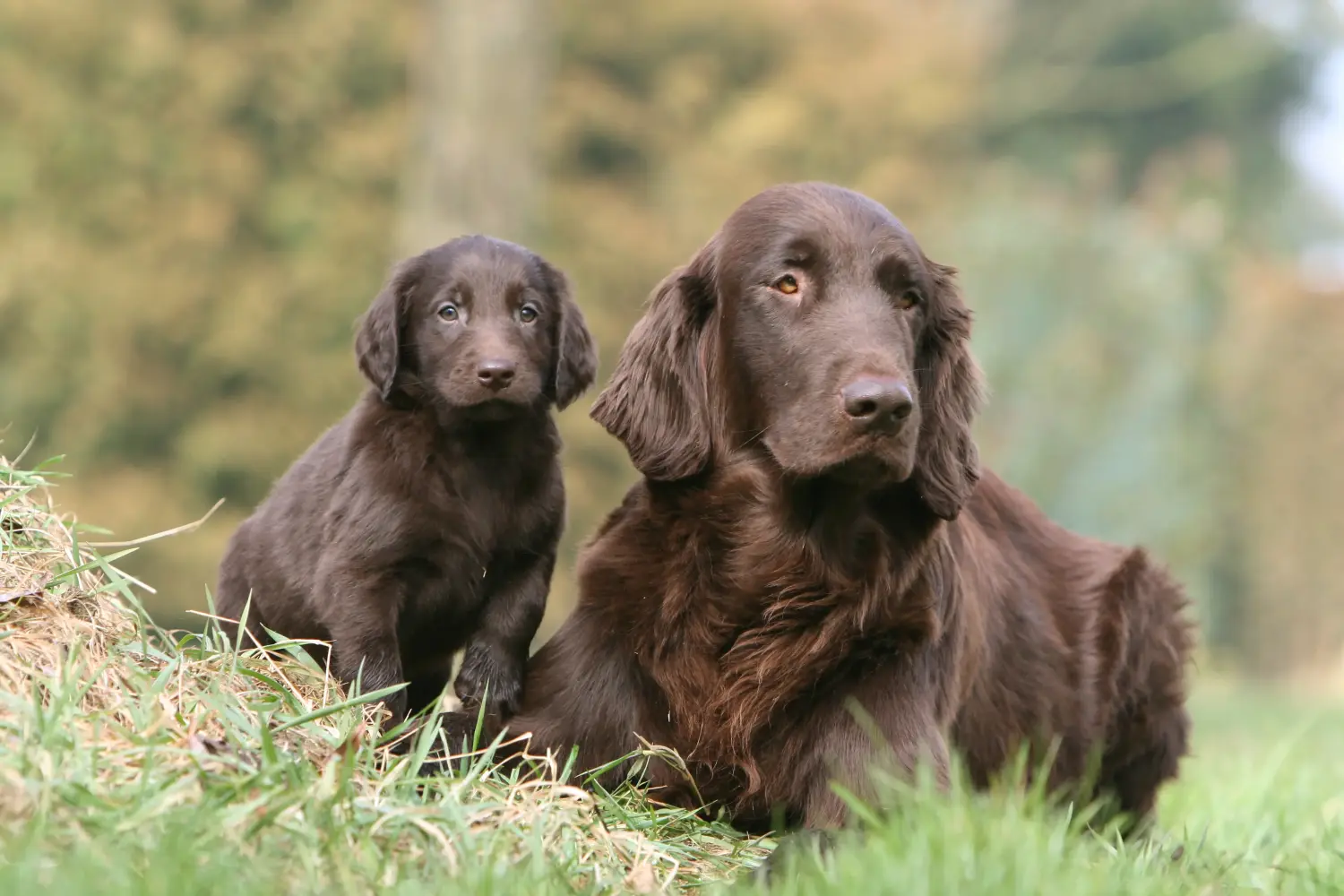 At købe en Flat Coated Retriever-hvalp betyder at tage ansvar! Køb Flat Coated Retriever-hvalpe.