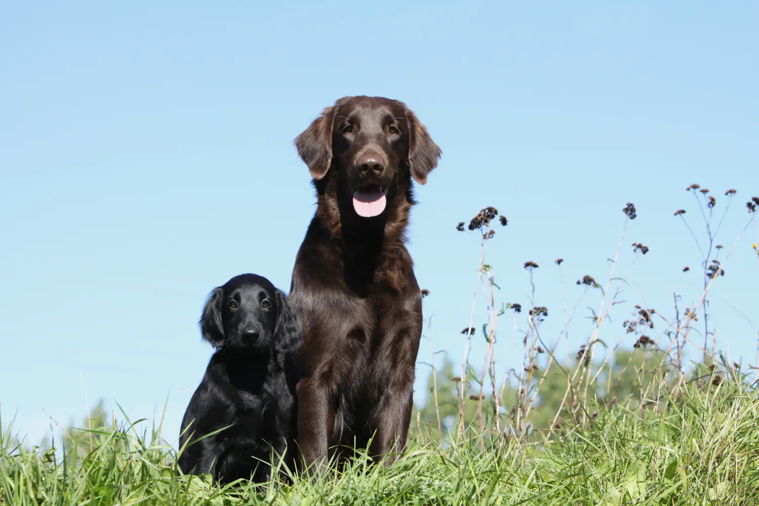 At købe en Flat Coated Retriever-hvalp betyder at tage ansvar! Køb Flat Coated Retriever-hvalpe.