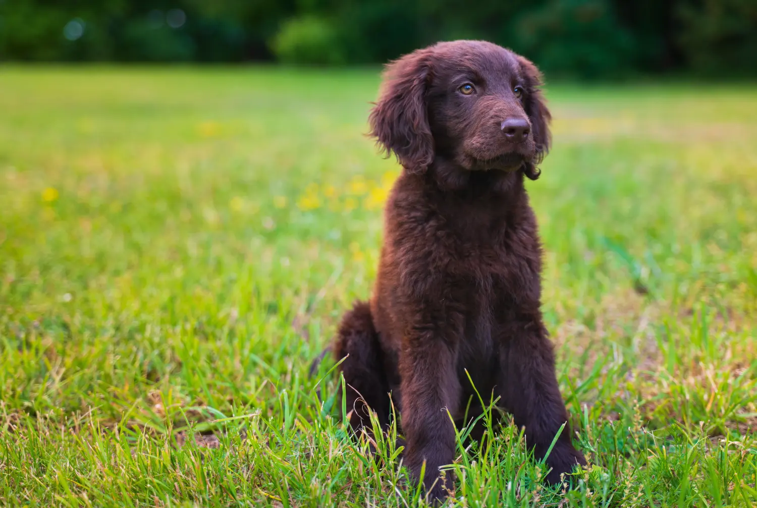 At købe en Flat Coated Retriever-hvalp betyder at tage ansvar! Køb Flat Coated Retriever-hvalpe.
