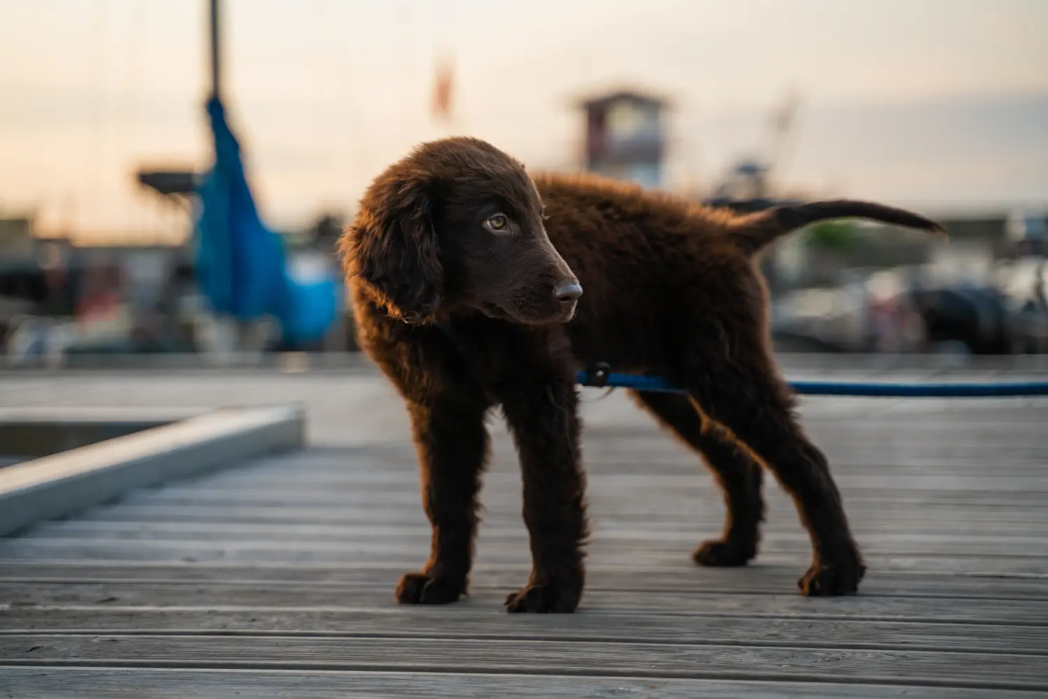 At købe en Flat Coated Retriever-hvalp betyder at tage ansvar! Køb Flat Coated Retriever-hvalpe.
