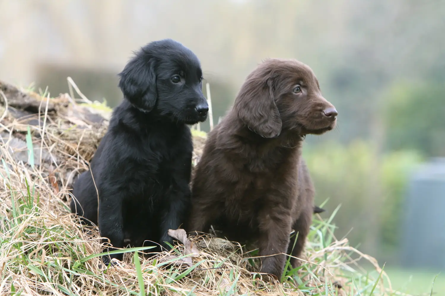 At købe en Flat Coated Retriever-hvalp betyder at tage ansvar! Køb Flat Coated Retriever-hvalpe.