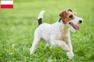 Read more about the article Fox Terrier opdrættere og hvalpe i Polen