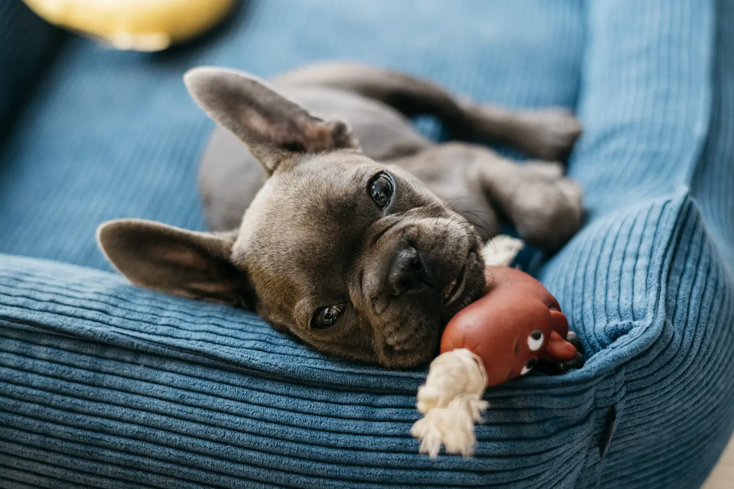 At købe en fransk bulldog-hvalp betyder at tage ansvar! Køb franske bulldog-hvalpe.
