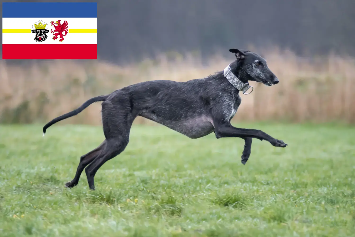 Galgo Espanol hvalpe og opdrættere Mecklenburg-Vorpommern Her kan du finde opdrættere af Galgo Espanols i Mecklenburg-Vorpommern.