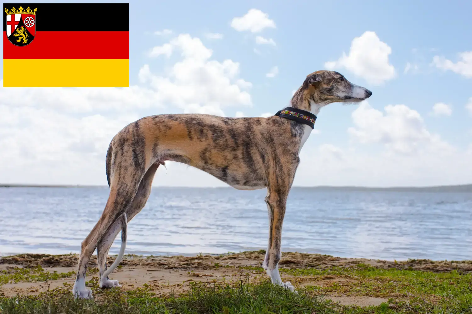 Galgo Espanol hvalpe og opdrættere Rheinland-Pfalz Her finder du opdrættere af Galgo Espanols i Rheinland-Pfalz.