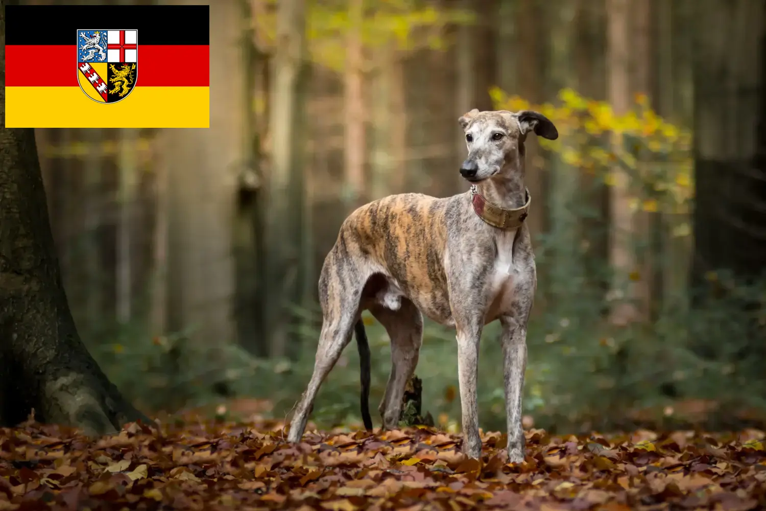 Galgo Espanol hvalpe og opdrættere Saarland Her finder du opdrættere af Galgo Espanols i Saarland.