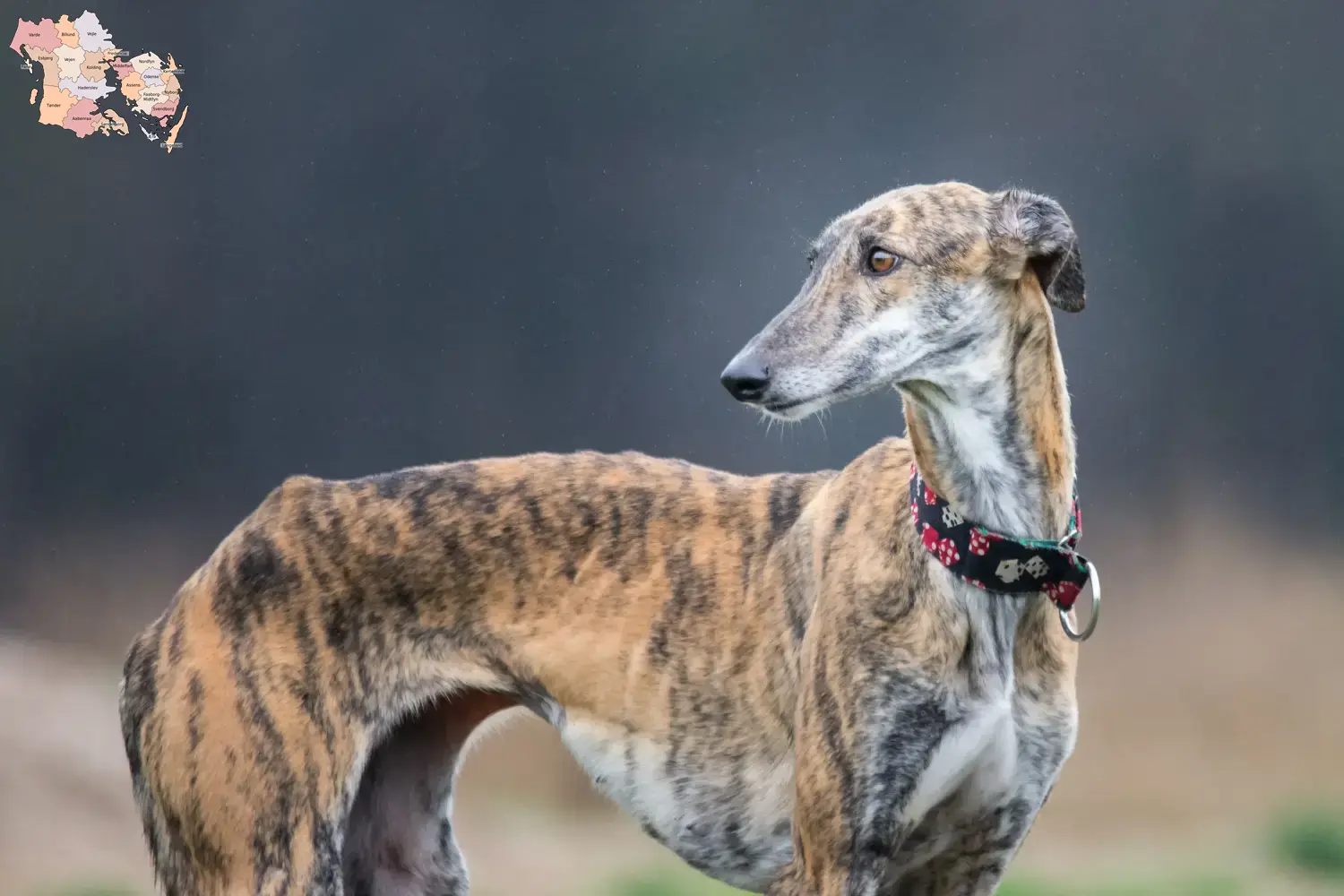 Galgo Espanol hvalpe og opdrættere Syddanmark Find opdrættere af Galgo Espanols i Syddanmark.