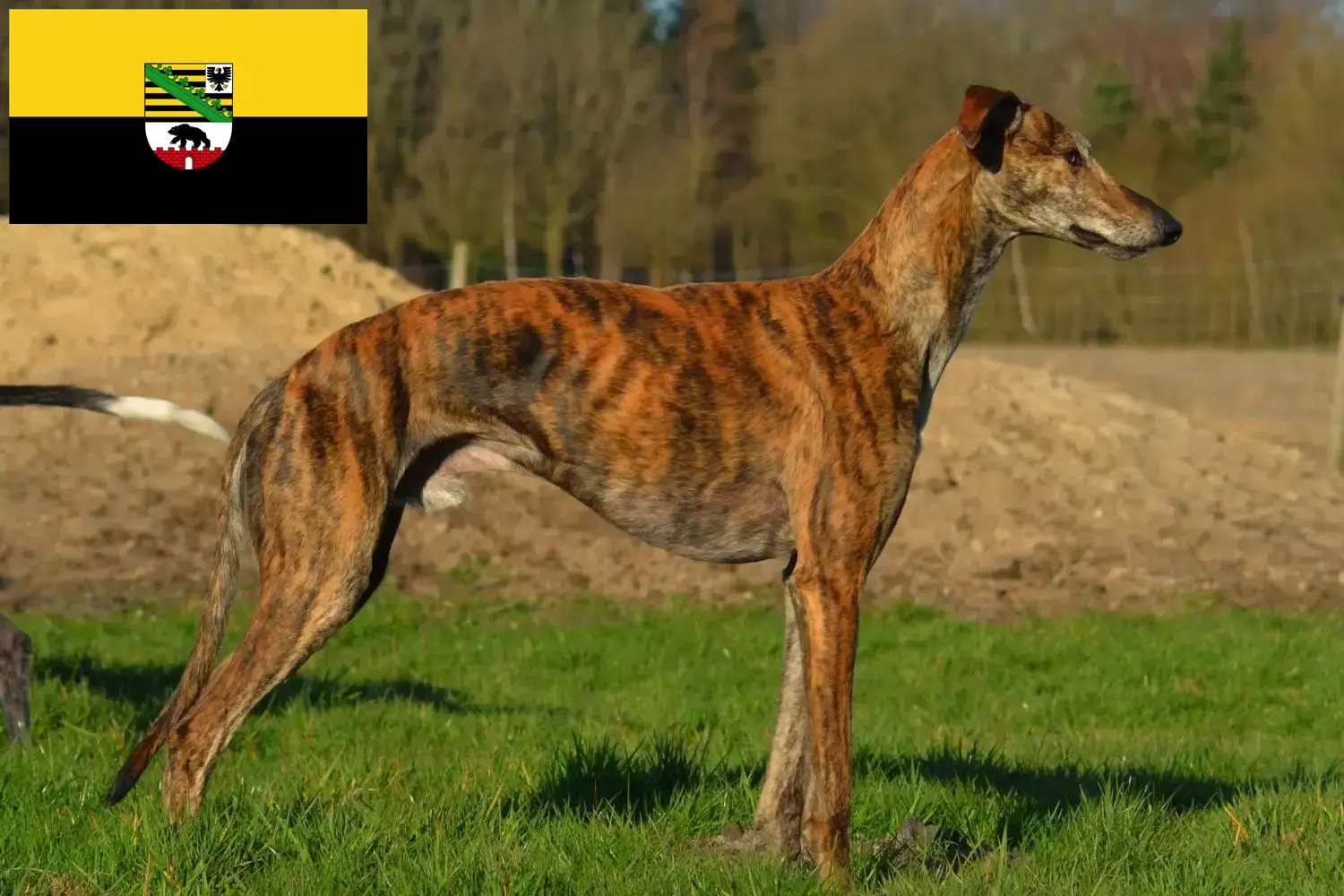 Galgo Espanol hvalpe og opdrættere Sachsen-Anhalt Her finder du opdrættere af Galgo Espanols i Sachsen-Anhalt.