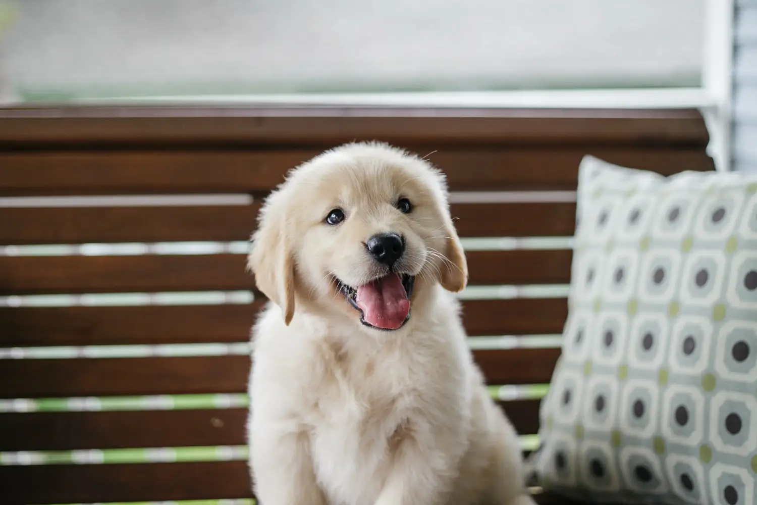 At købe en Golden Retriever-hvalp betyder at tage ansvar! Køb Golden Retriever-hvalpe.