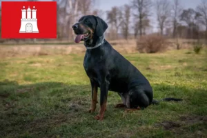 Read more about the article Gończy Polski opdrættere og hvalpe i Hamborg