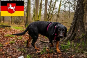 Read more about the article Gończy Polski opdrættere og hvalpe i Niedersachsen