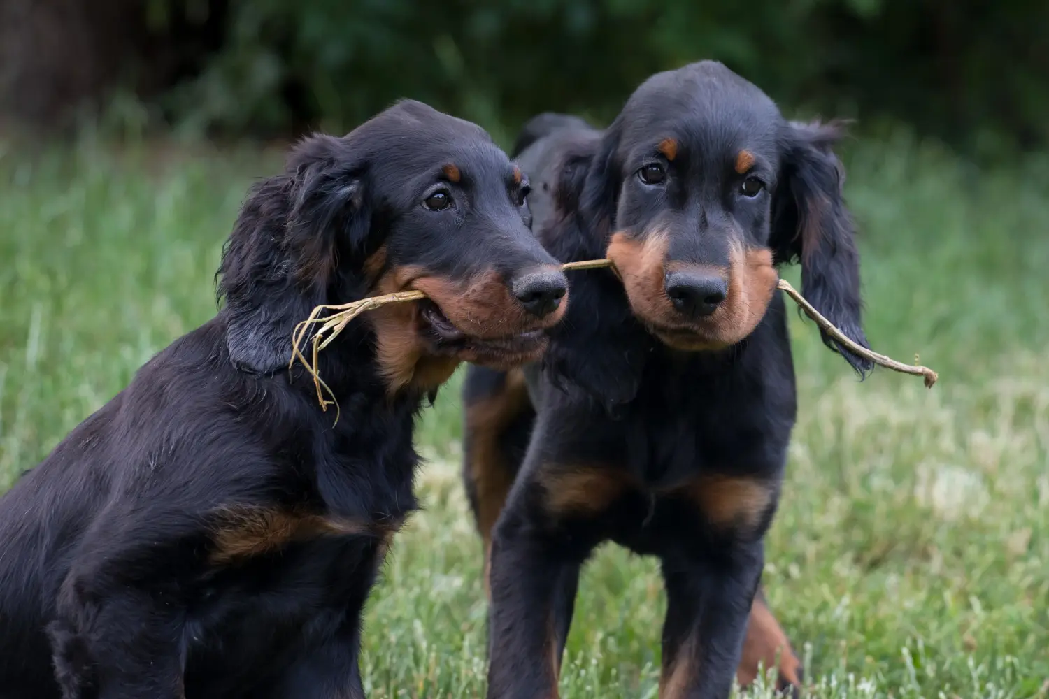 At købe en Gordon Setter-hvalp betyder at tage ansvar! Køb Gordon Setter hvalpe.