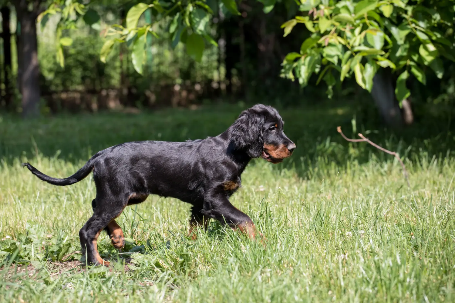 At købe en Gordon Setter-hvalp betyder at tage ansvar! Køb Gordon Setter hvalpe.