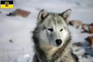 Read more about the article Grønlandske hundeopdrættere og hvalpe i Baden-Württemberg