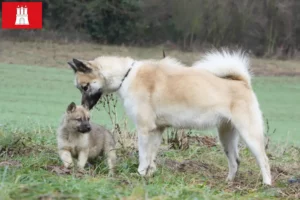 Read more about the article Grønlandske hundeopdrættere og hvalpe i Hamborg