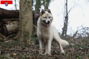 Read more about the article Grønlandske hundeopdrættere og hvalpe i Hessen